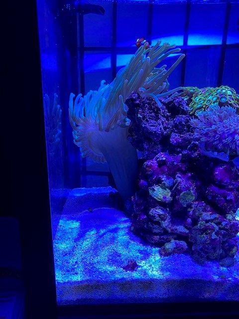 anenome1.jpg