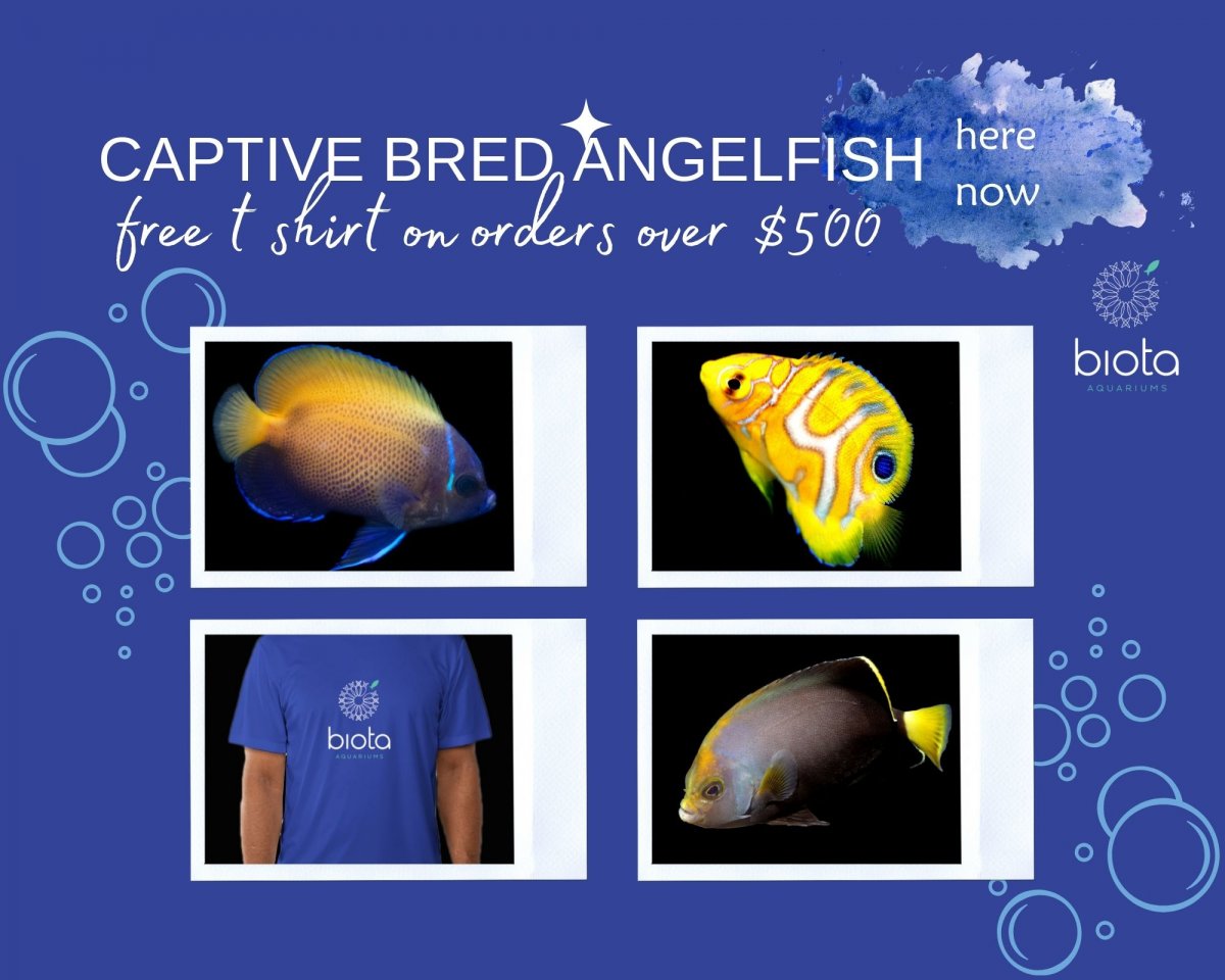 Angelfish extravaganza.jpg