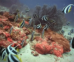 Angelfish.gif