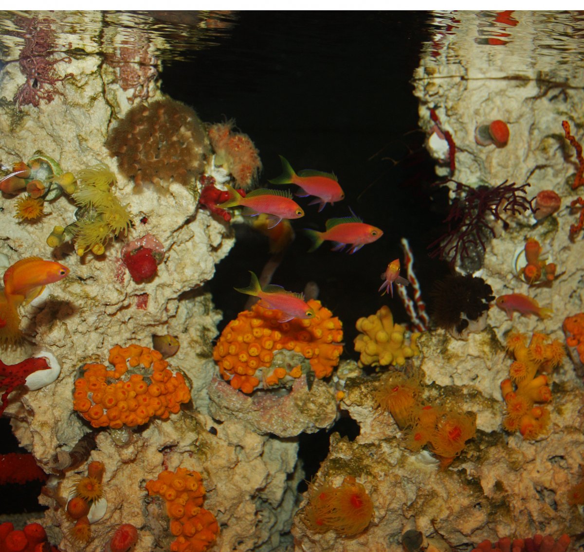 anthias 2.jpg