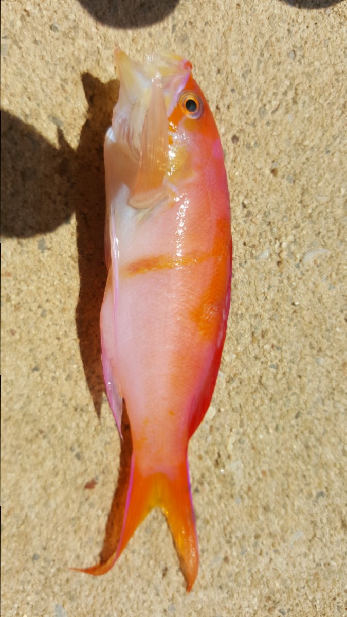 Anthias 2.jpg