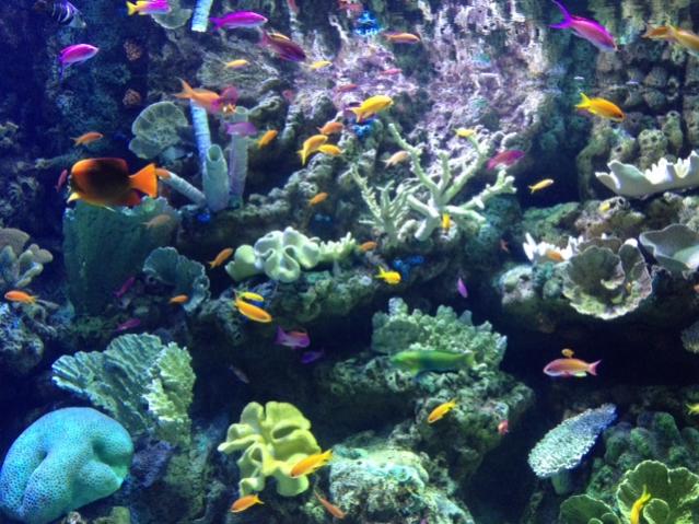 Anthias 2.jpg
