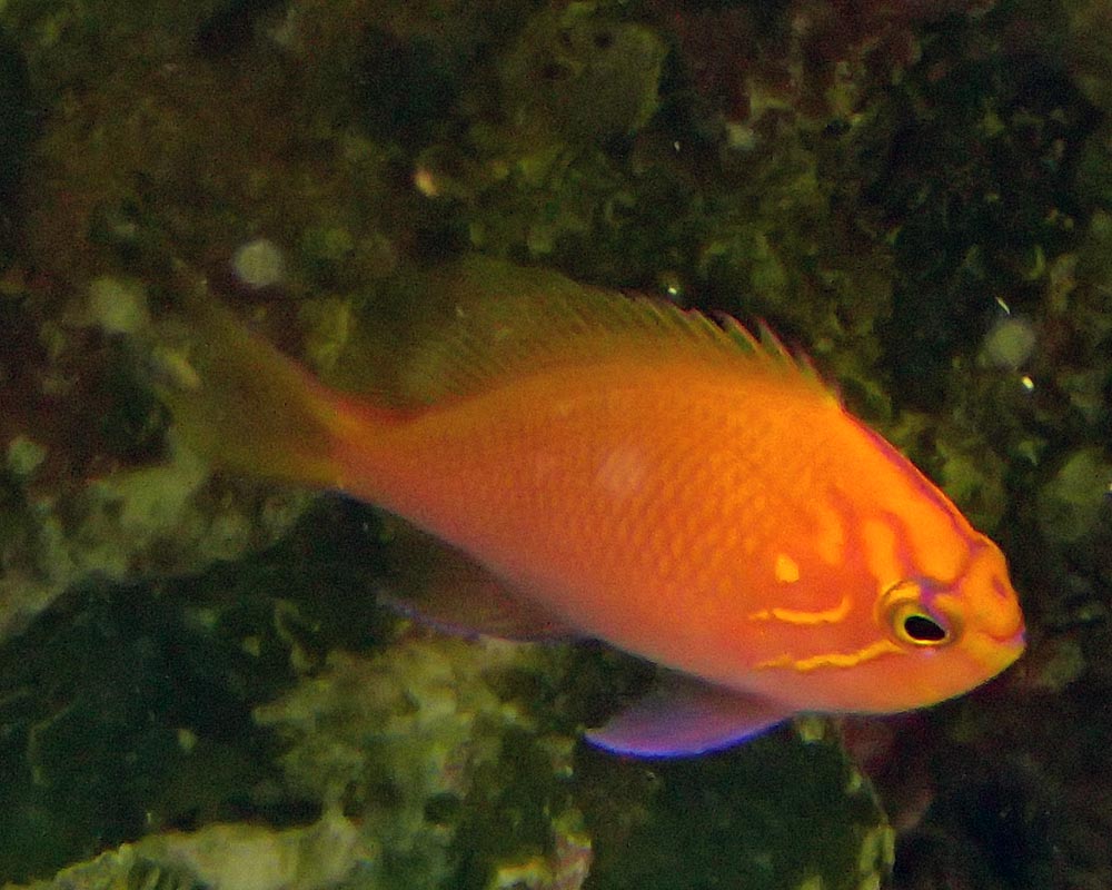 anthias.jpg