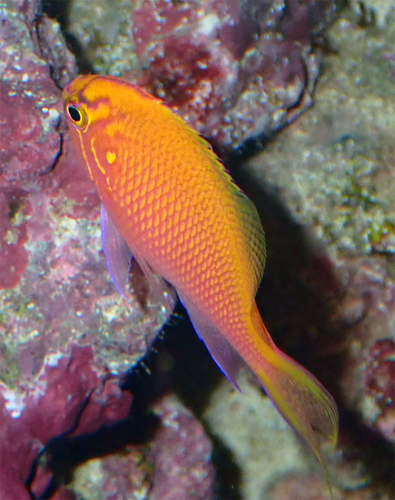 anthias.jpg