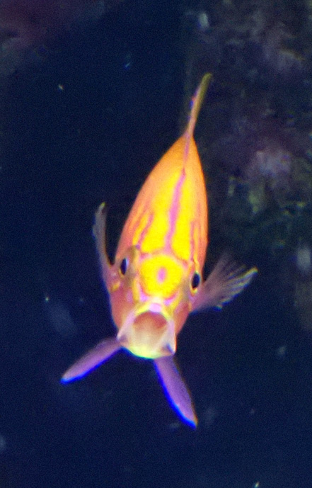 anthias.jpg