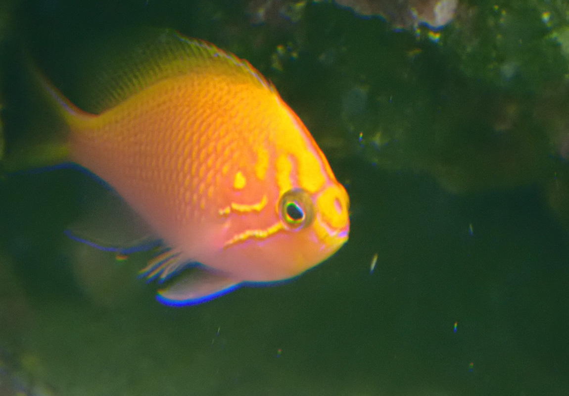 anthias.jpg