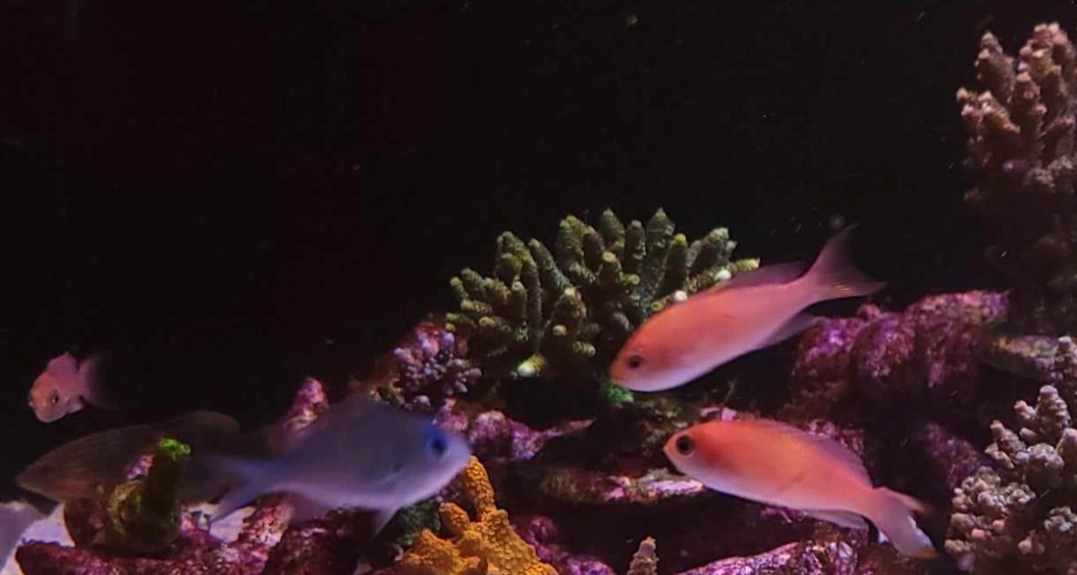 anthias.jpg