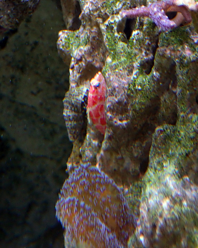 anthias.jpg