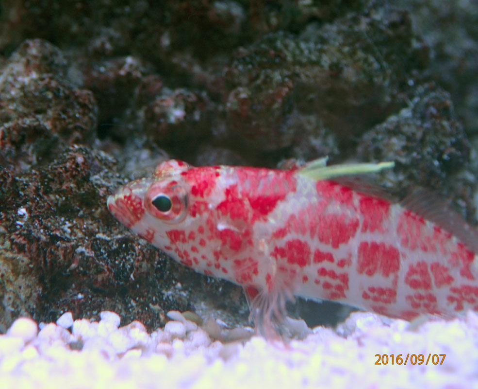 anthias.jpg