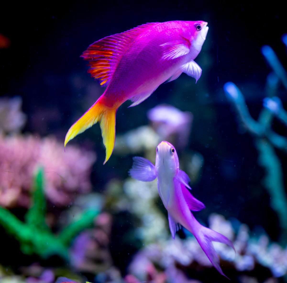 coral reef  Buy Ultra Tri colour Hammer coral Australia- Zeo Box Reef