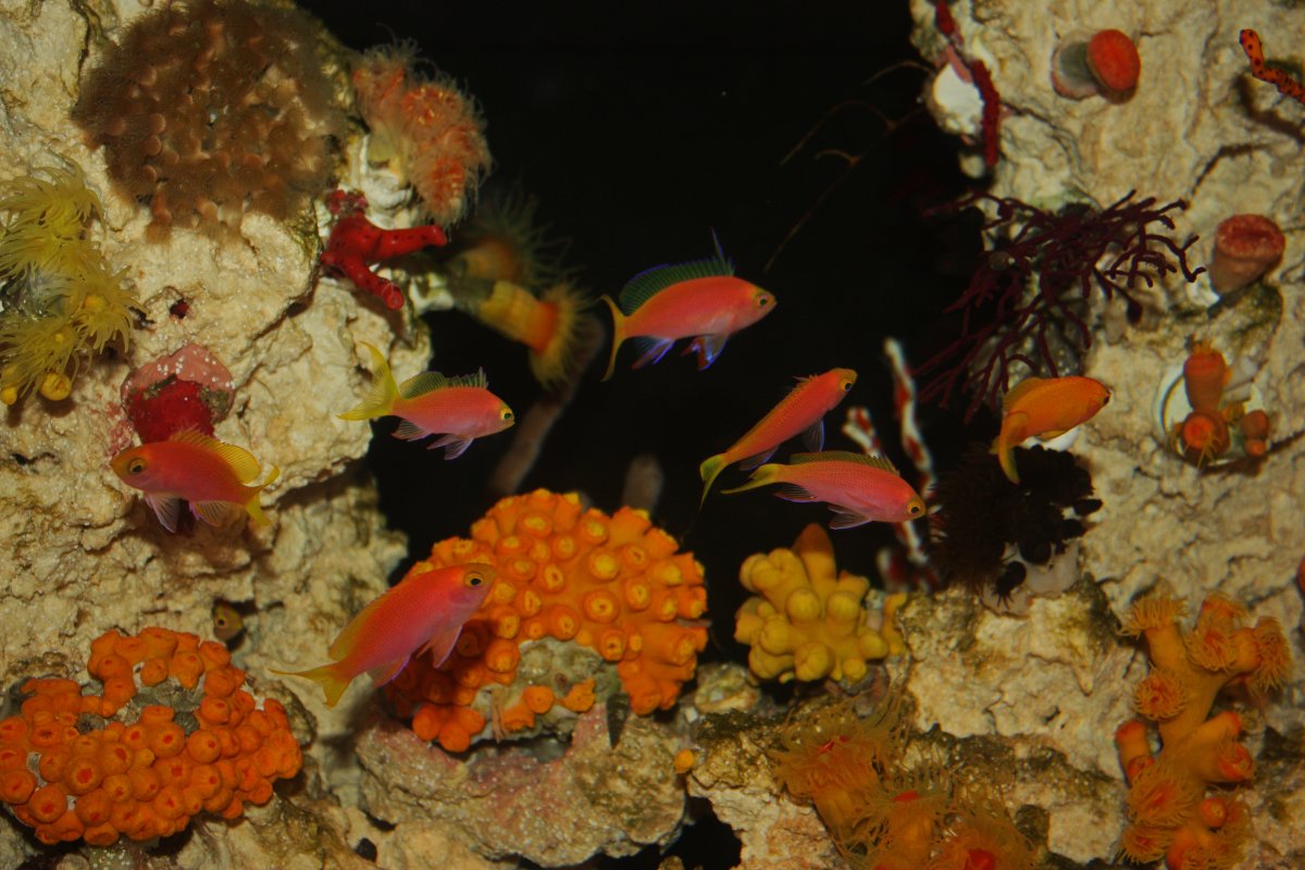 anthias.jpg