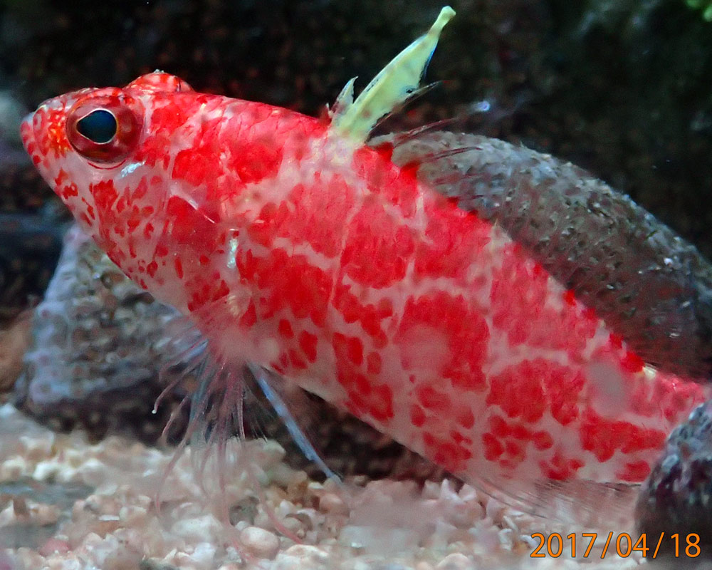anthias.jpg