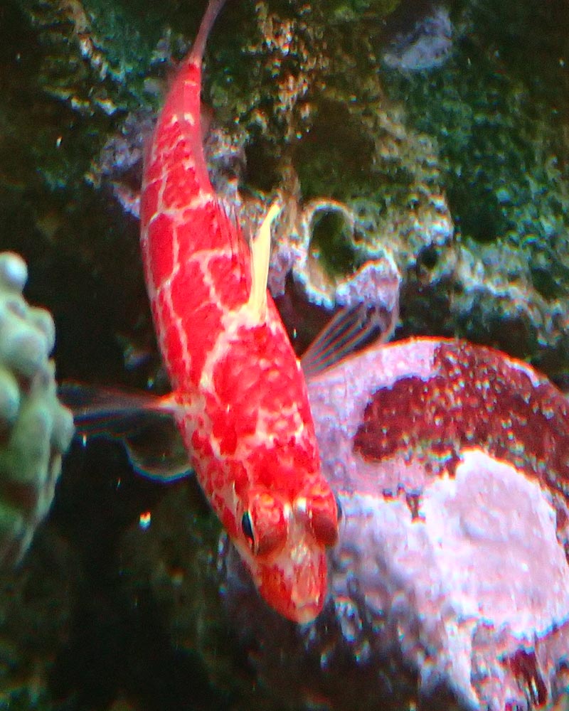 anthias.jpg