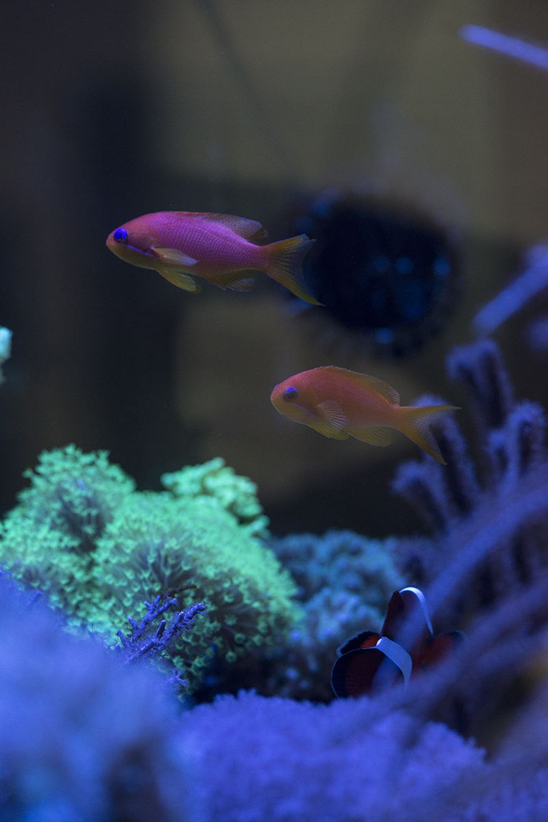anthias.jpg