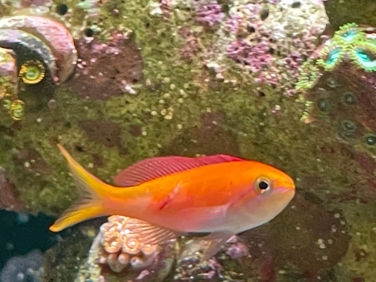 anthias right.jpeg