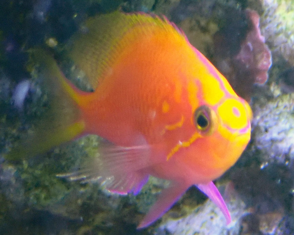 anthias1.jpg