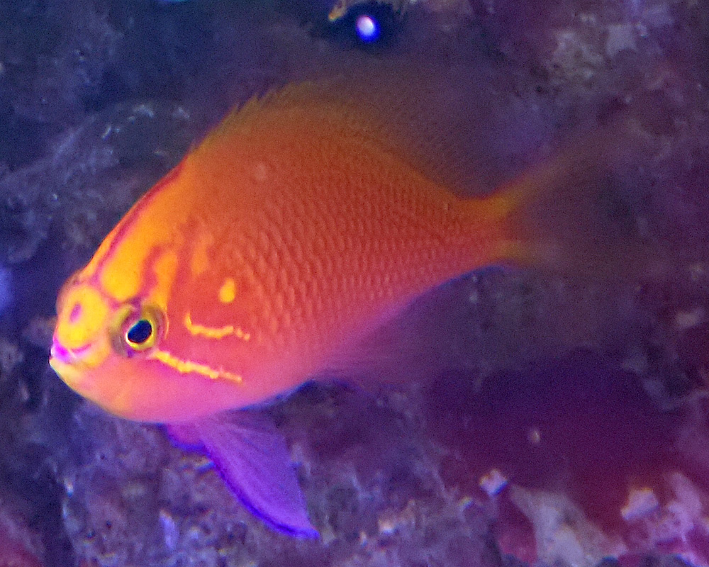 anthias1.jpg