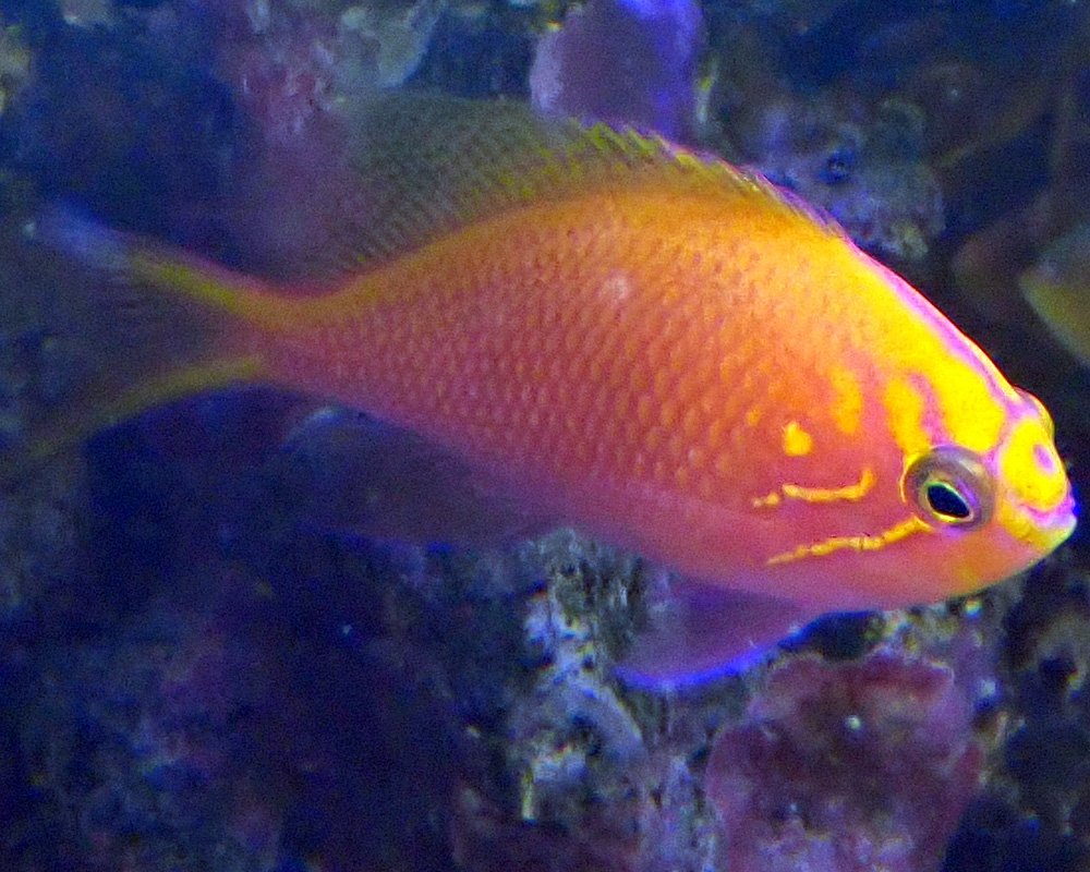 anthias2.jpg