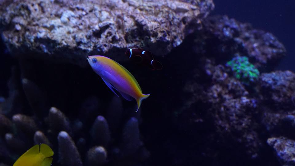 anthias2.jpg