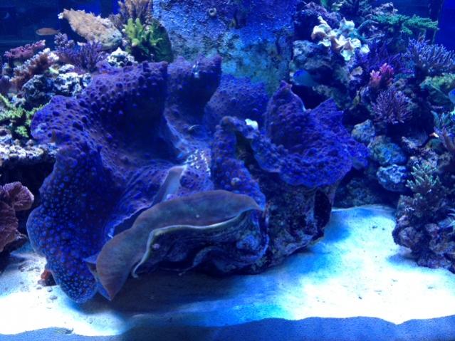 AofA Clam.jpg