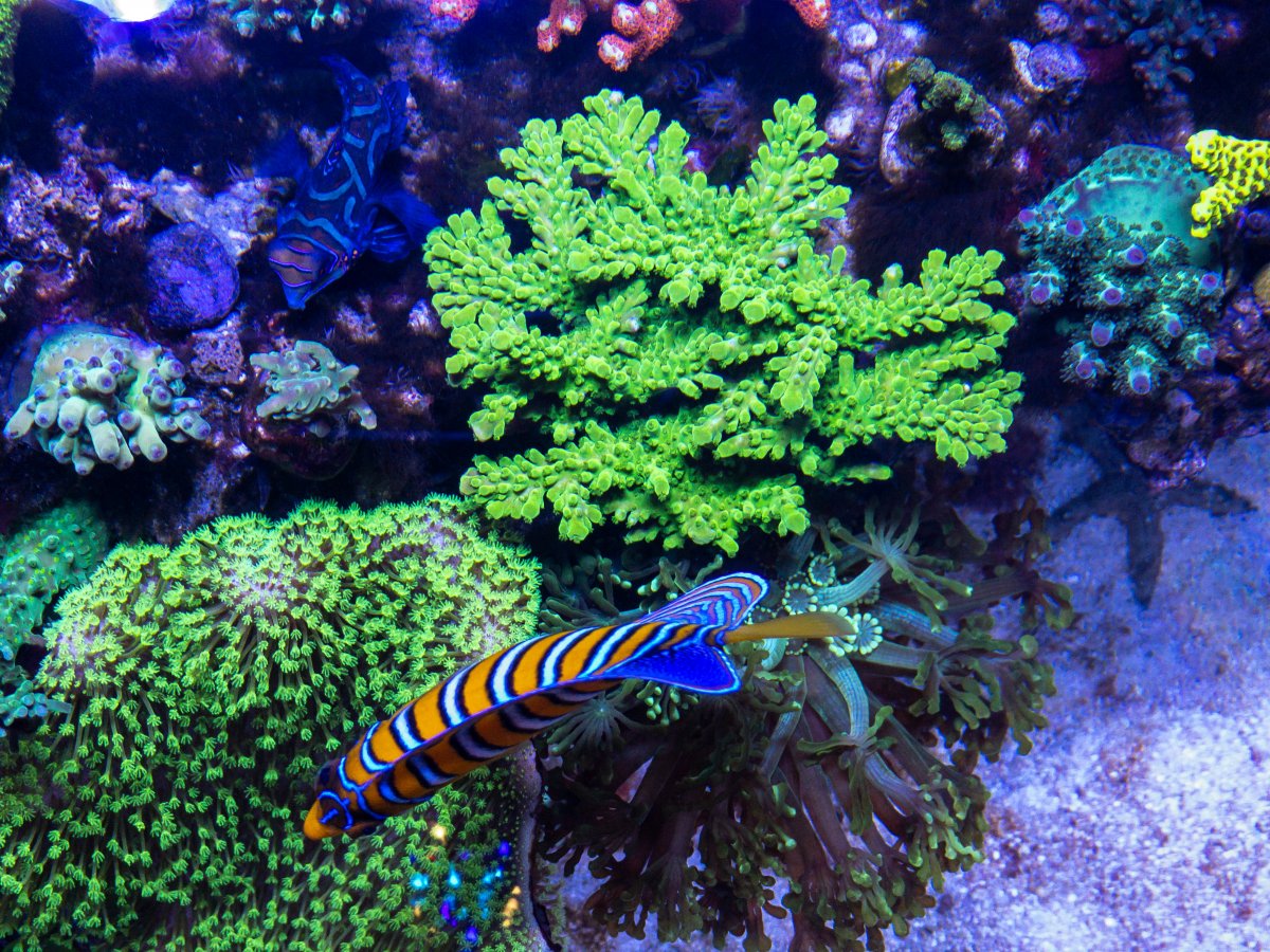 Hi Reef2reef Community Greetings From Sao Paulo Brasil Reef2reef Saltwater And Reef Aquarium Forum