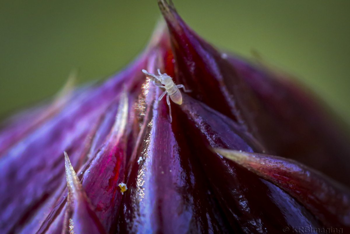 aphid-.jpg