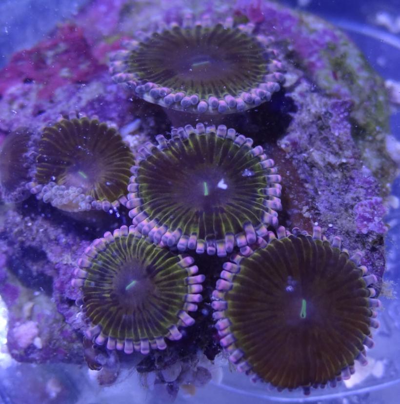 Aqua Exotic 2a.jpg