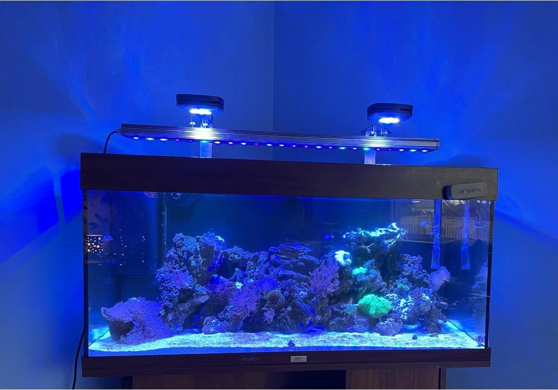 Aqua illumination prime and  1x Orphek OR3 120 blue plus