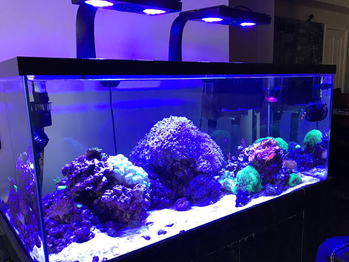 100 Gallon Tank Setup - Moving out of state | REEF2REEF Saltwater and ...