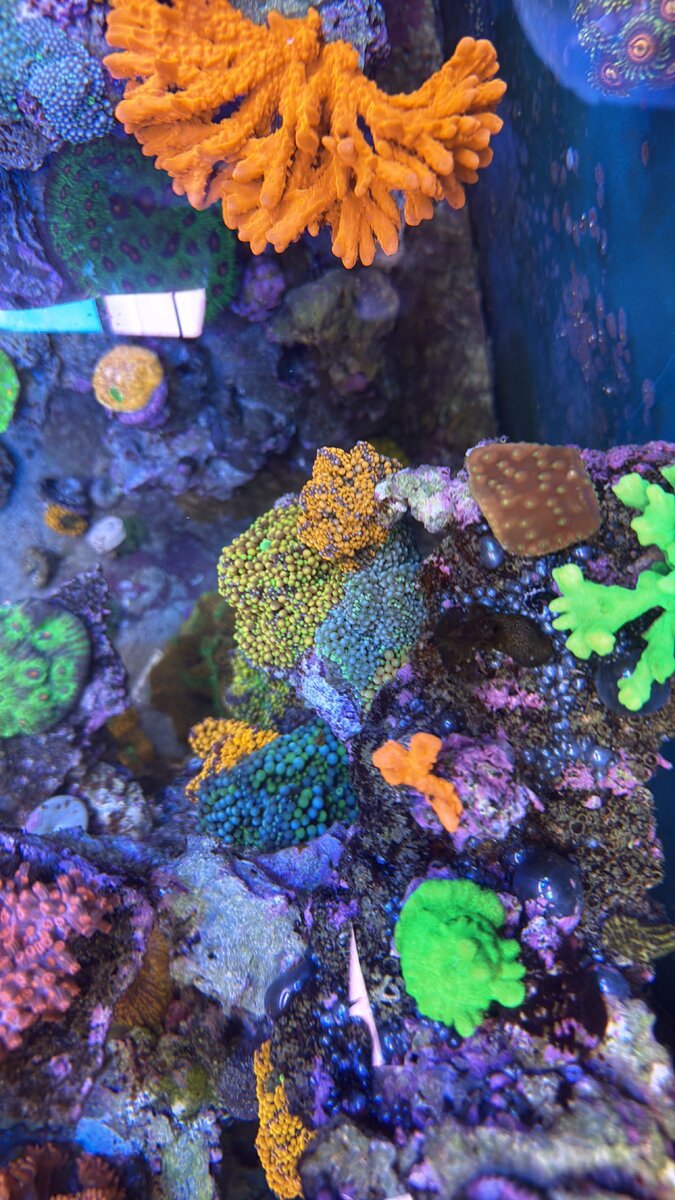 AquaCam_412587C3.jpeg
