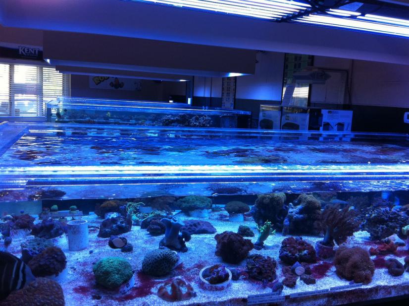 aquaculture coral facility.jpg