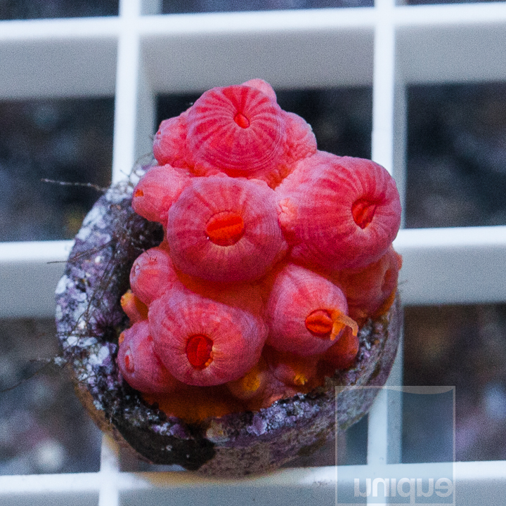 aquacultured-sun-coral-65.jpg