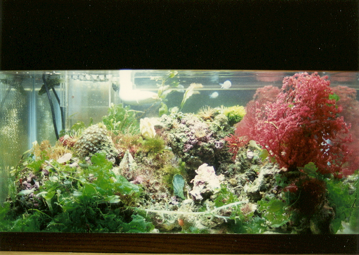 aquarium-0010.jpg