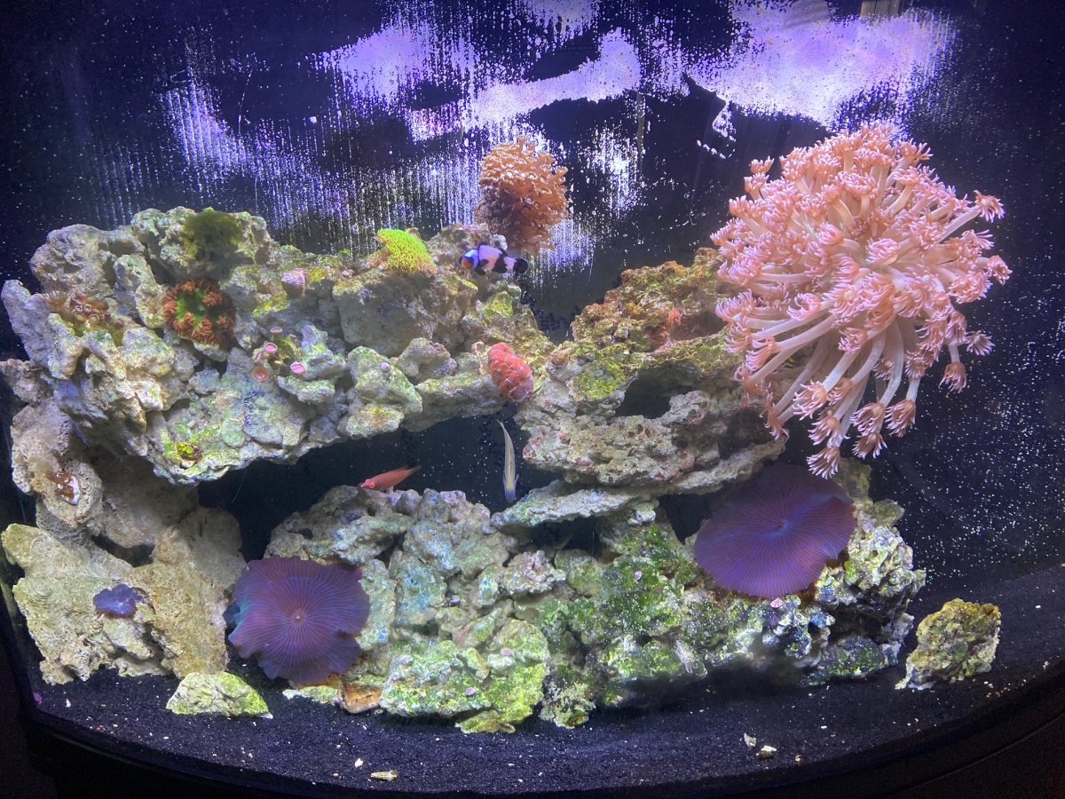 aquarium 3.5 months.jpg