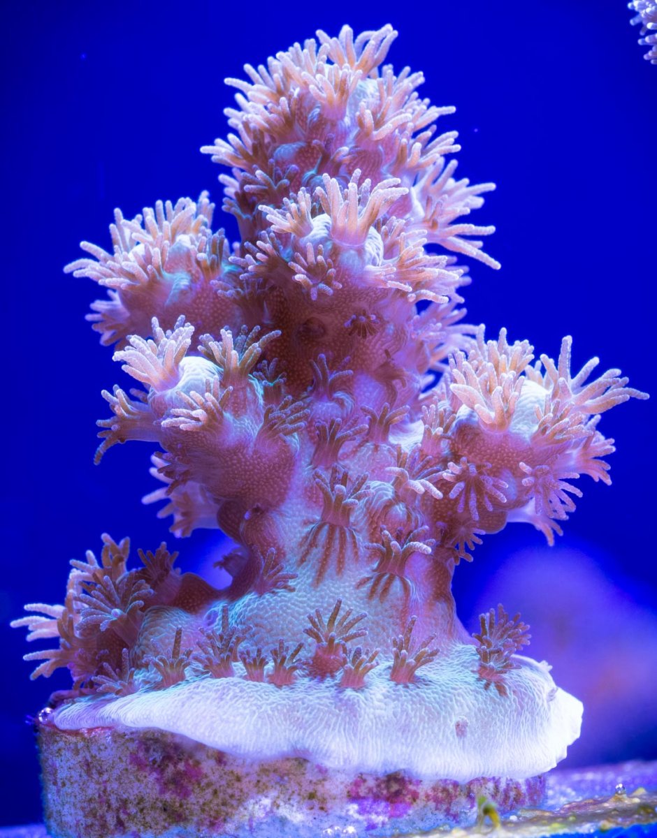 Aquarium-30-2.jpg