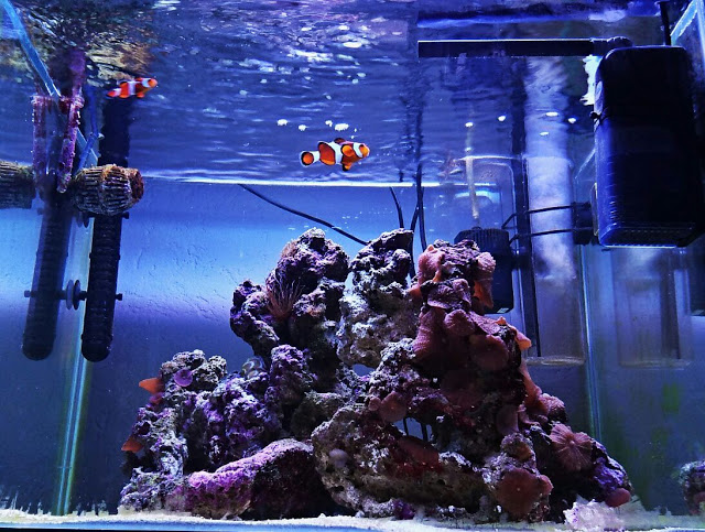 aquarium 4.jpg