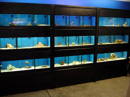 aquarium idea.jpg