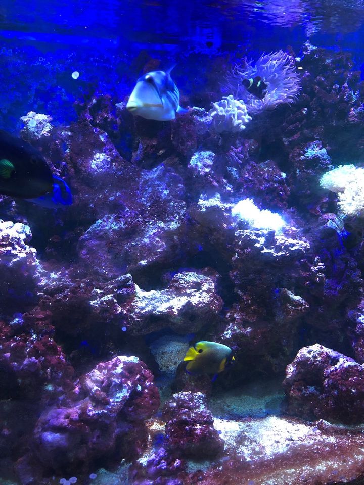 aquarium11.JPG