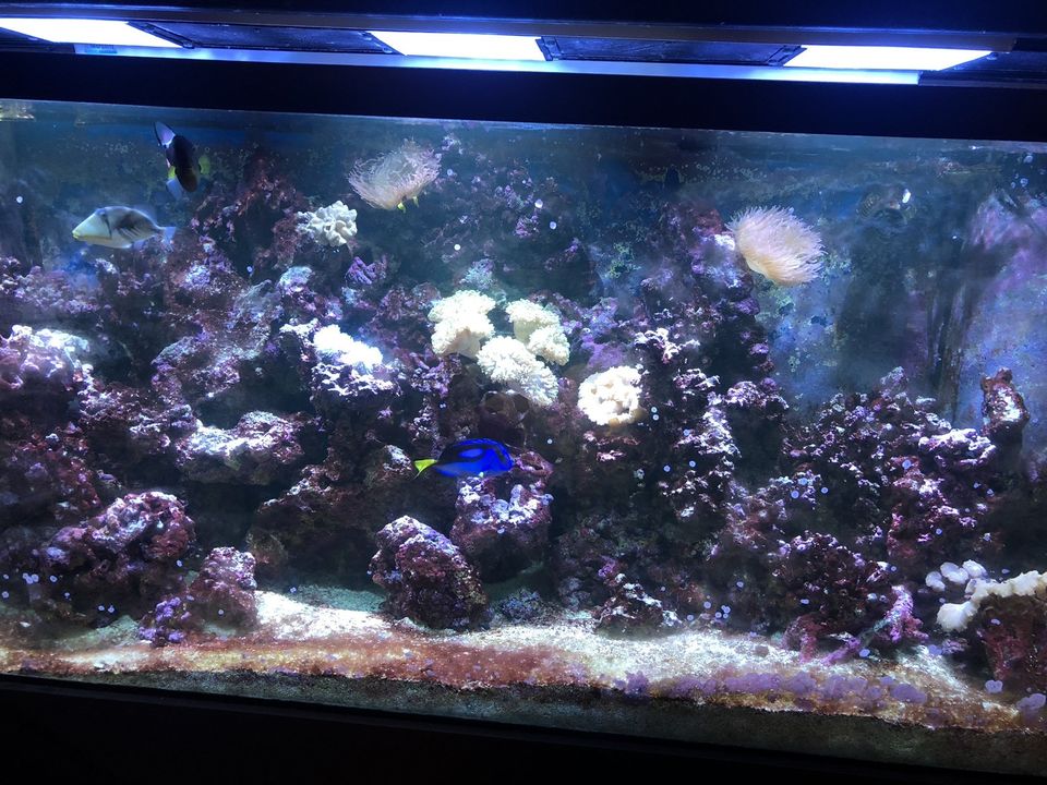 aquarium2.JPG