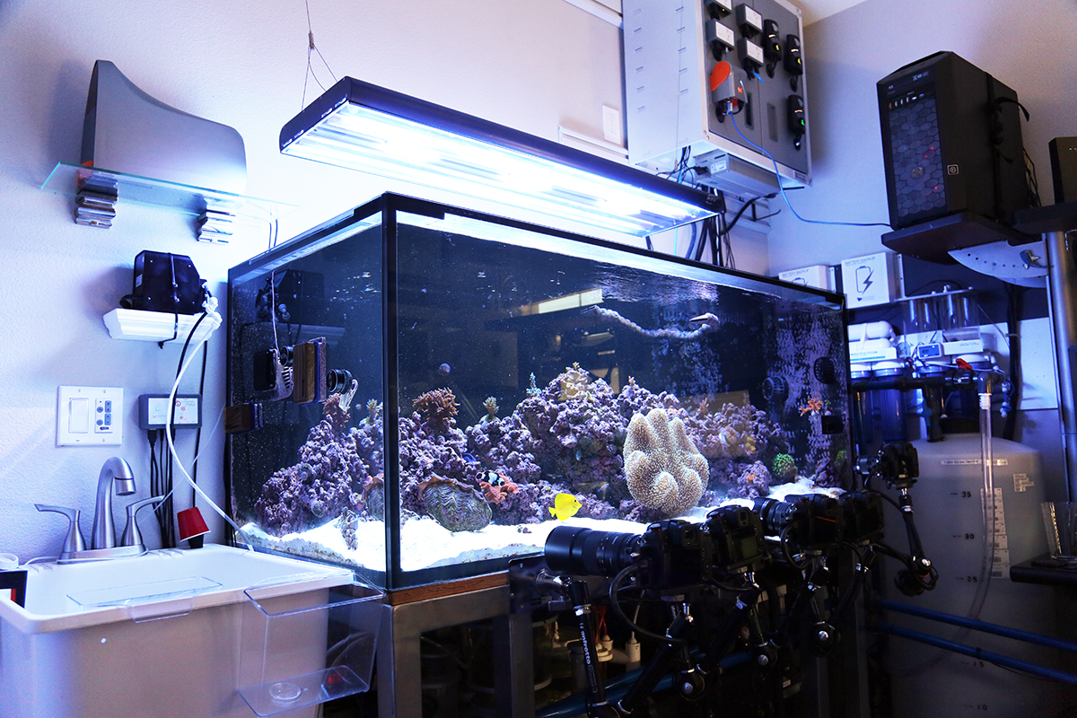 Build Thread 160 Gallon Built for Streaming REEF2REEF
