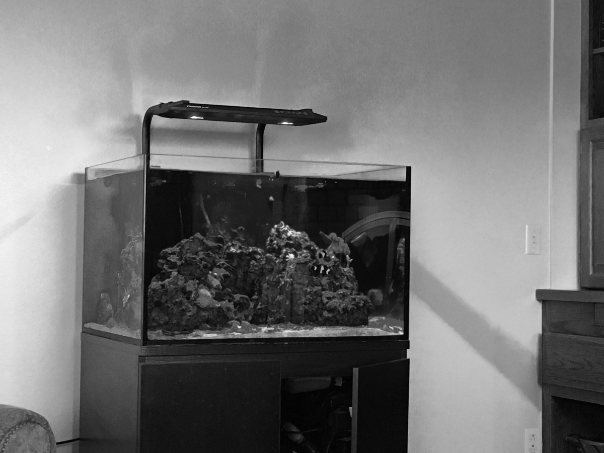 Aquascape fish tank end 2017.JPG