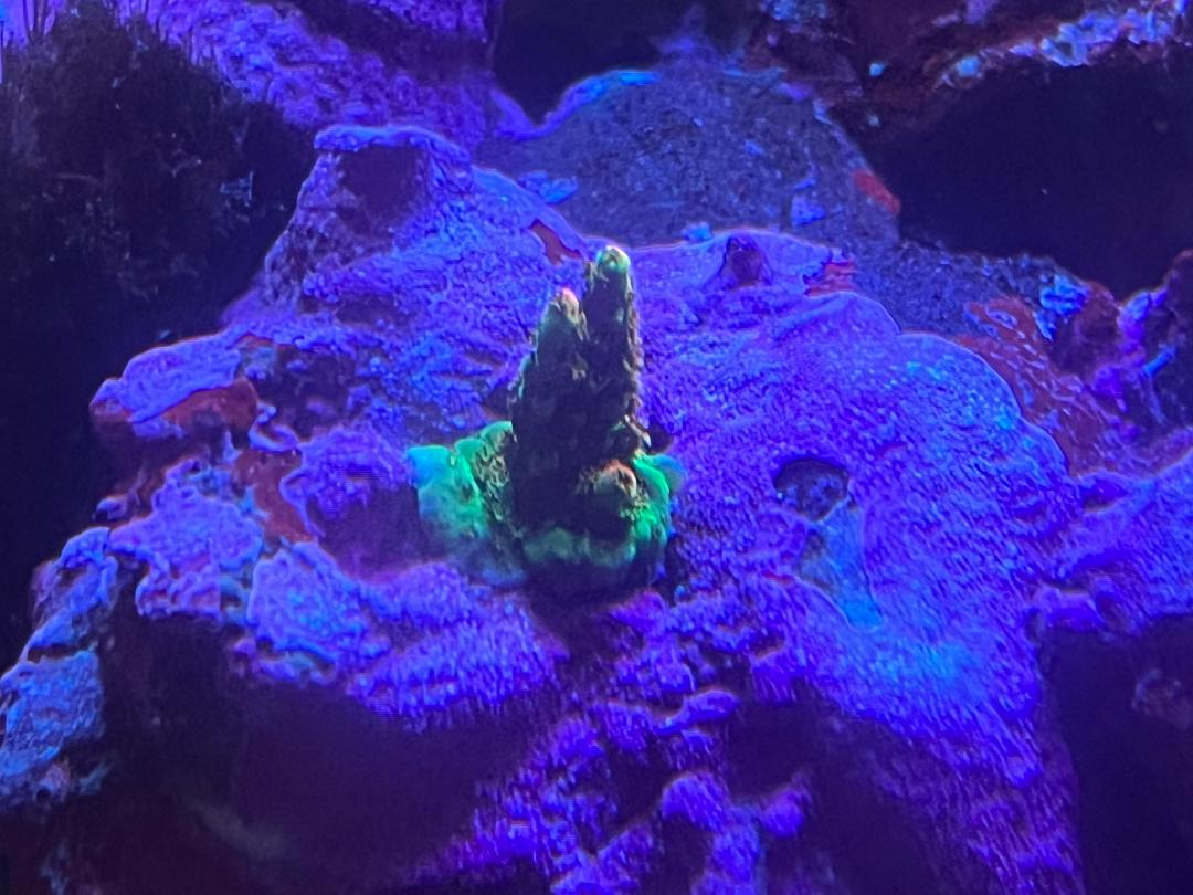 aquatic man.jpg
