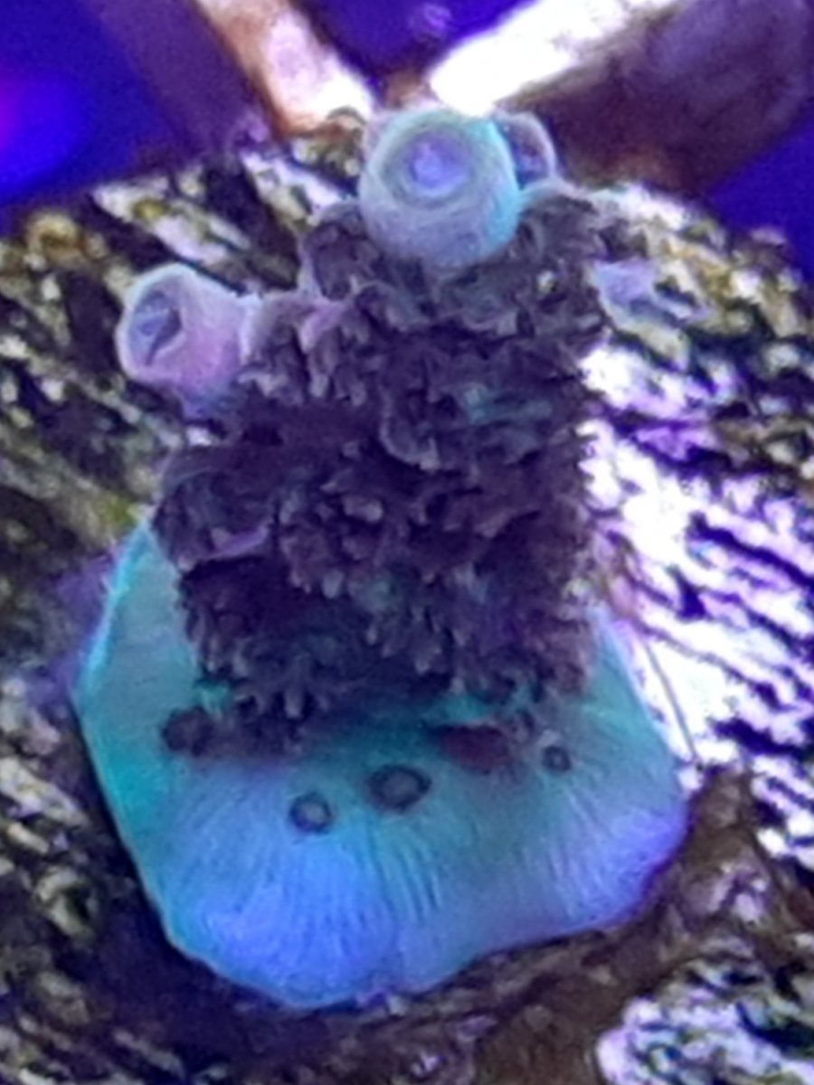 Aquatic man table.jpg