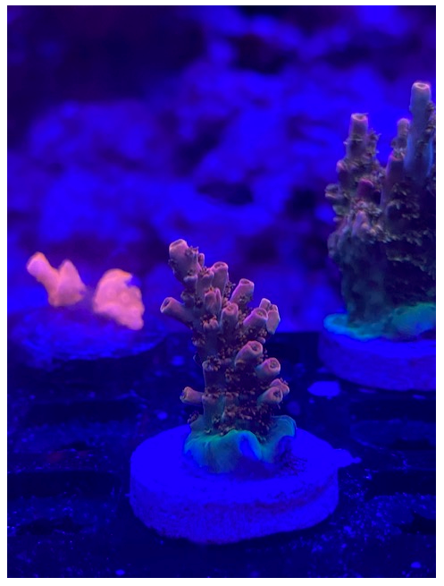 Aquatic-man Table.PNG