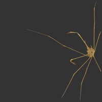 arrow crab.png