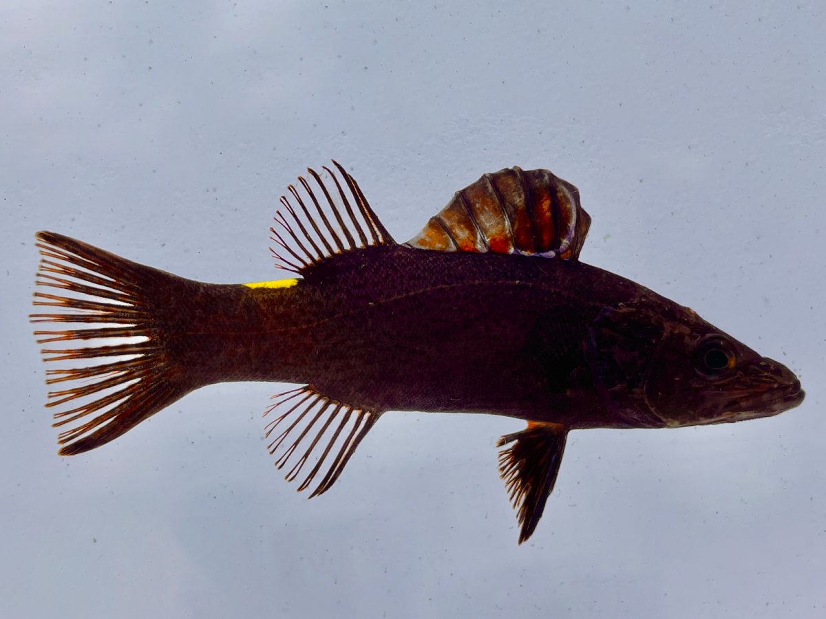 Arrowhead Soapfish.jpg
