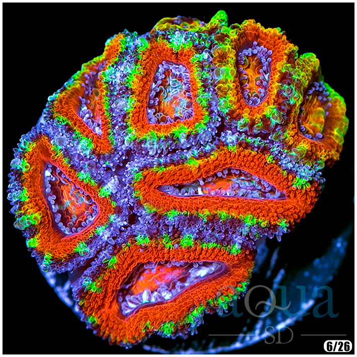ASD Double Rainbow Acan Lord (2)  - $77.png