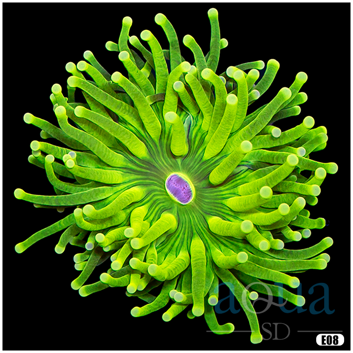ASD Lime Time Torch Single - Collectors Torch -.png