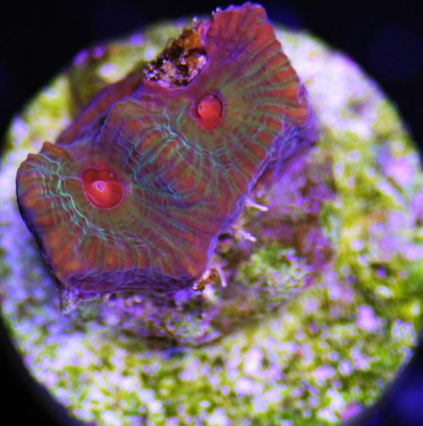 ASD Rainbow Favia.jpg