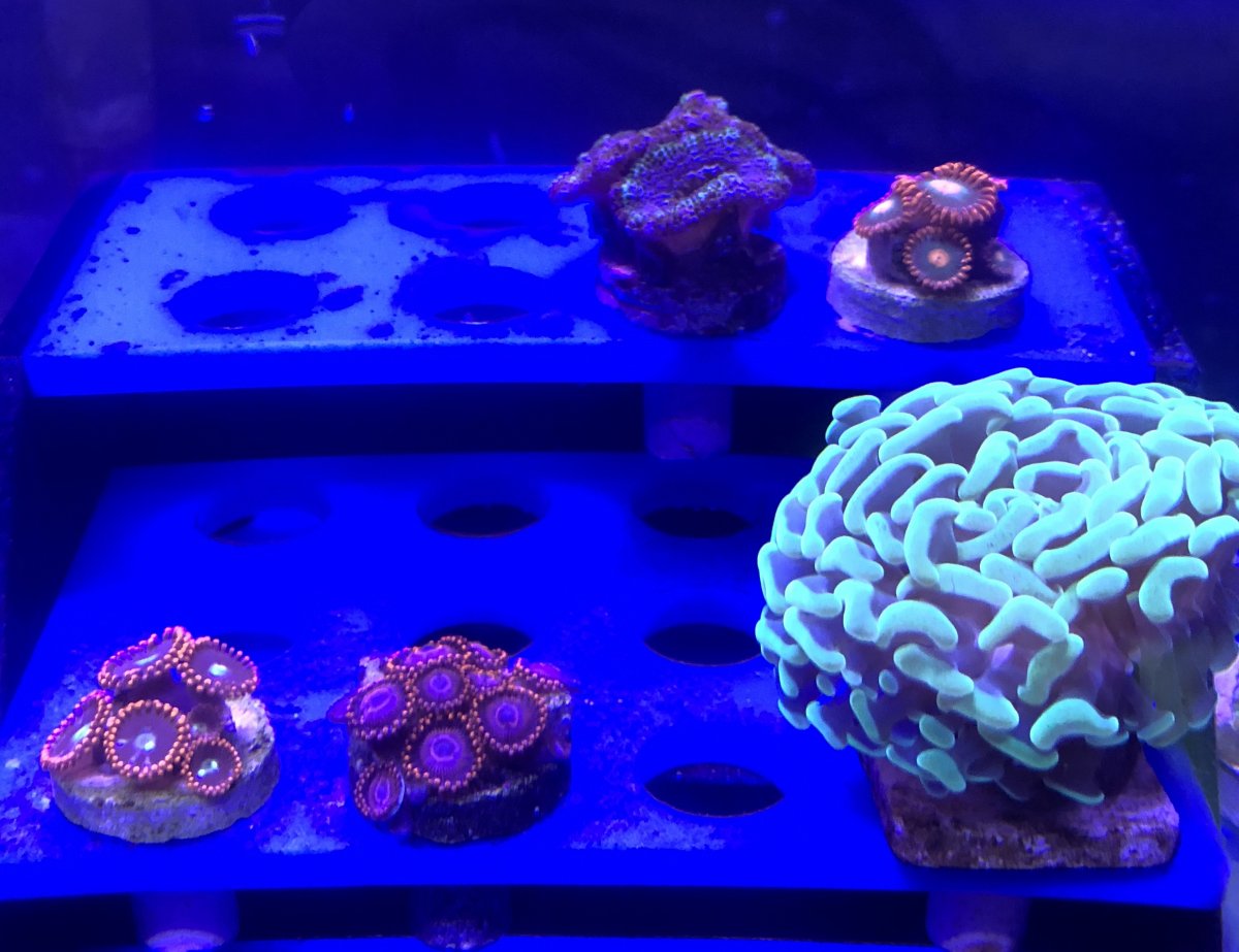 Assorted Corals.jpg